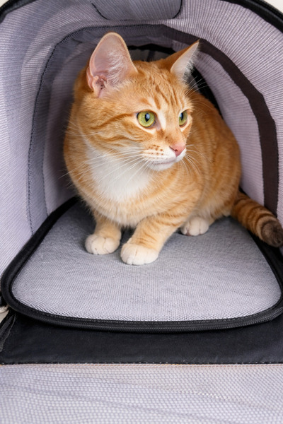 AlaPet Kedi-Köpek Taşıma Çantası (Box) Minderi - Taban Süngeri