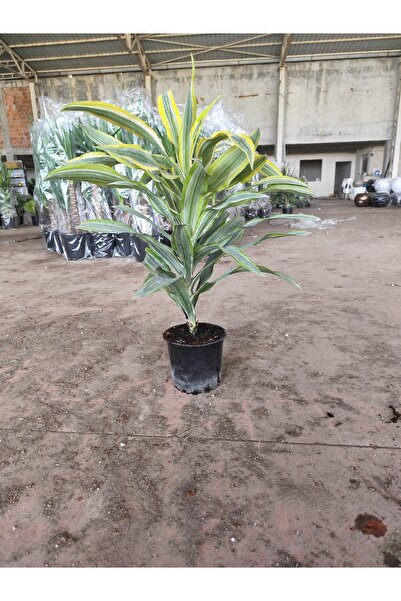 Yades Limon Drasena Canlı Çiçek 60-65 Cm - Ofis Ve Ev Hediyesi Büyük Boy Deko...