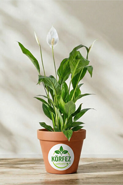 BİTKİ KARAVANI Barış Çiçeği Spathiphyllum 40-60cm