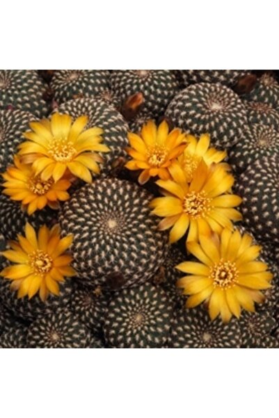 cantropikal Sulcorebutia Arenacea - Sarı Çiçek Açar - Kaktüs