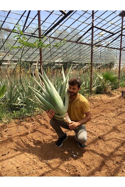 Genel Markalar Odunsu Gövde 60 Cm 2 Yaş, Aloe Vera Bitkisi, Anaç Saksısız Kök...