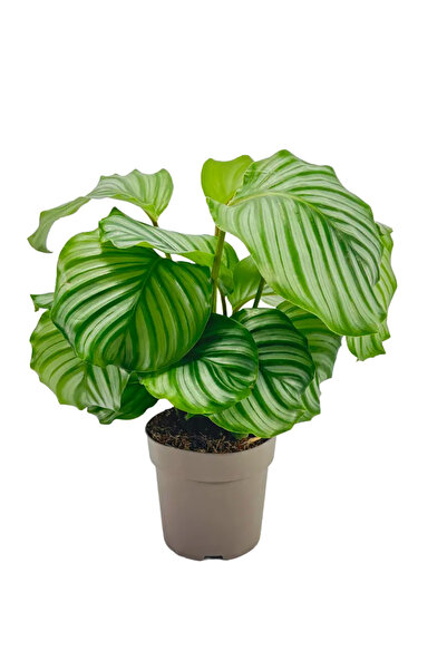 Ernaz Bitki Dünyası Calathea Orbifolia (Dua Çiçeği) Canlı Ev & Ofis İç Mekan ...