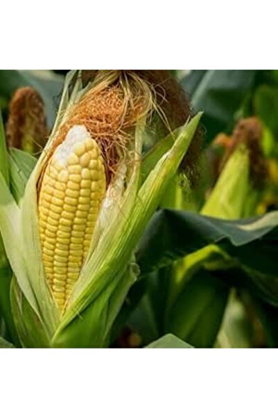 Bathurat Yellow Corn Seeds Hybrid (10g) - Approx. 60 Treated Seeds - Fast Pro...