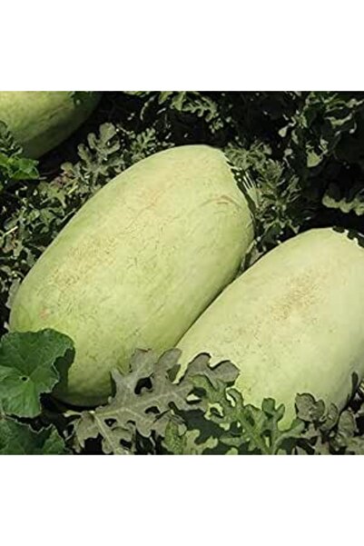 Bathurat Charleston Grey Watermelon Seeds (10g) - Sweet Red Flesh, Large Weig...
