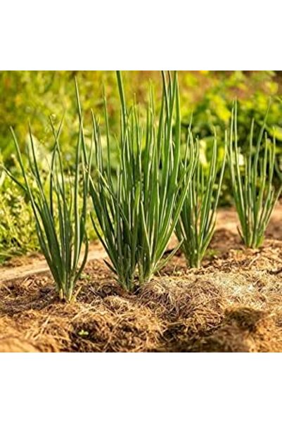 Bathurat Turkish Green Onion Seeds (5 Grams) - Fast Harvest, Delicious Taste,...