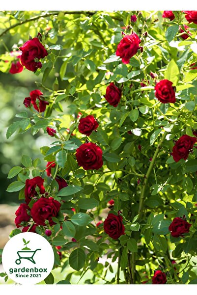 handanca Sarmaşık Kırmızı Gül Fidanı 1 ADET Saksılı/Tüplü 50-80Cm (Red Rose) ...