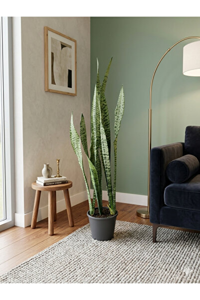 Yades Paşa Kılıcı Canlı Çiçek Sansevieria -90 cm Dekoratif İç Mekan Bitkisi E...