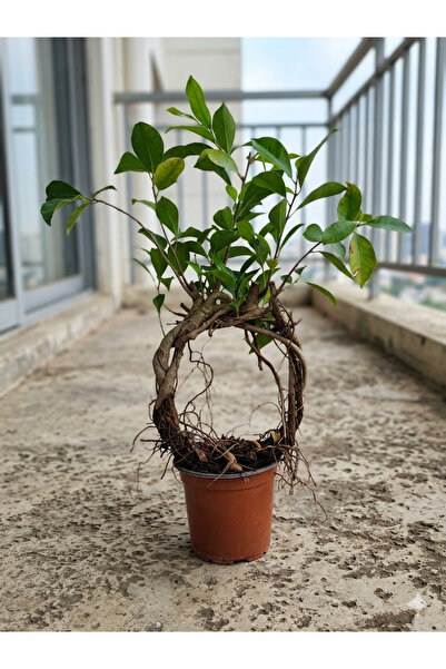 Yades Ficus Ginseng Bonsai Canlı Bitki -40 cm Örgü Gövdeli Dekoratif İç Mekan...