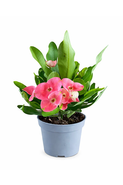 ERNAZ Euphorbia Milii (Dikenler Tacı Çiçeği) Pembe Çiçekli Dekoratif Bitki