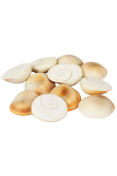 MADHOOR Gomti Chakra, 11 pcs