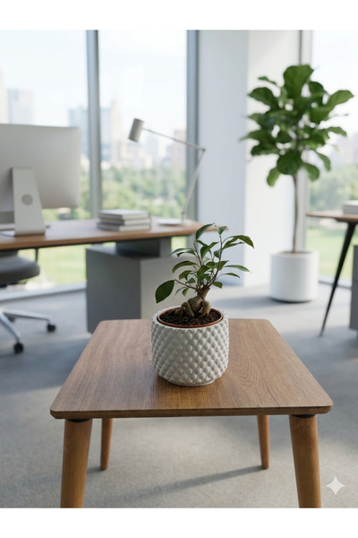 Yades Beyaz Petek Dokulu Beton Saksıda Canlı Ginseng Bonsai Ağacı - Modern Ev...