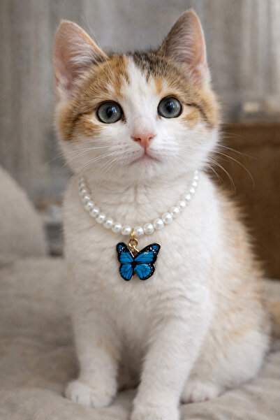 HALHALMILL Butterfly and pearl design cat necklace