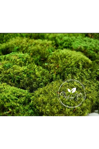 Craft for Joy Muschi Hair Moss