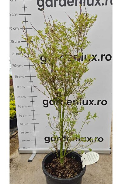 GARDENLUX Acer palmatum Butterfly 100 cm