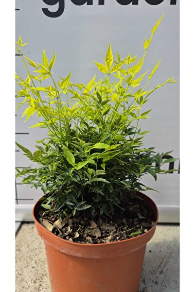 GARDENLUX Nandina domestica Magical Lemon Lime C5 30 cm