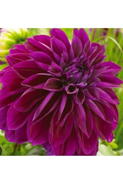 ATABEY ÇİÇEK Mor dahlia çiçeği