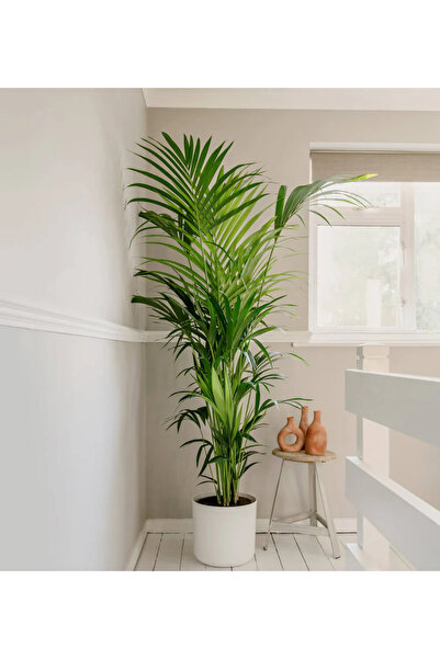 Generic Kentia Palm Holland 100cm