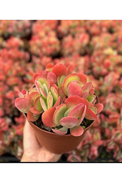 SukuLand Kalanchoe Thyrsiflora ciğer sukulent 5,5cm saksıda