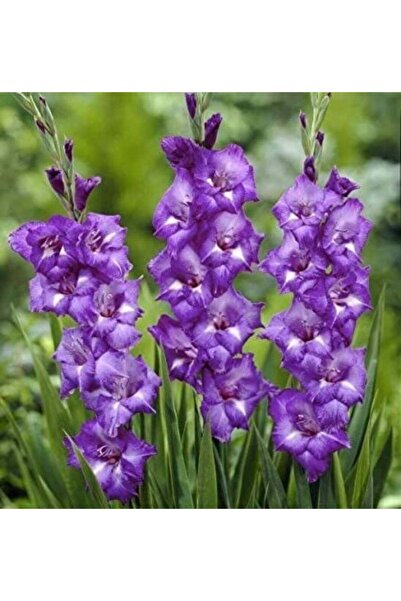 Bilgarden Gladiolus C.Mojito Glayör Çiçeği Soğanı (2 Adet)