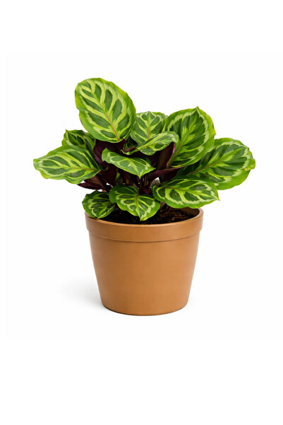 Ernaz Bitki Dünyası Calathea Medallion (Dua Çiçeği) Canlı Ev & Ofis İç Mekan ...
