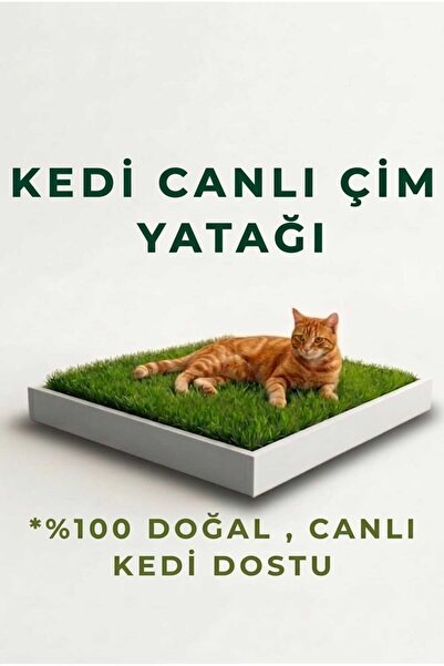 pati nefes Premium Canlı Kedi Çimi Yatağı - Yetişmiş Canlı Çim & Ahşap Kutu