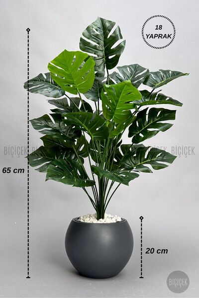 BİÇİÇEK Monstera Bitkisi 65 cm Küre Saksıda