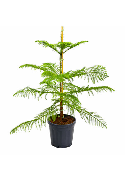 Ernaz Bitki Dünyası Araucaria Heterophylla Salon Çamı (Arokarya) 120-130 cm B...