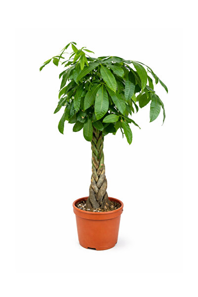 Ernaz Bitki Dünyası Pachira Aquatica (Money Tree – Para Ağacı) | 21 cm Saksı ...