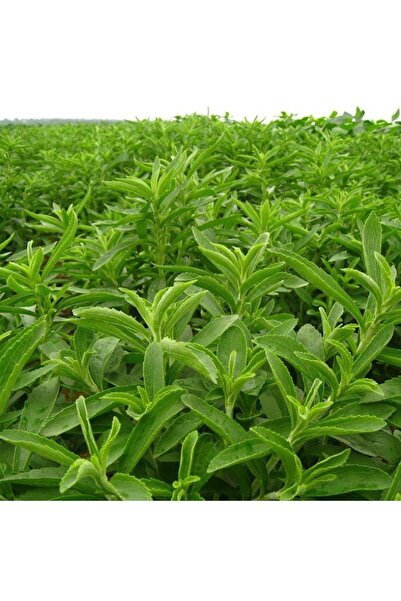 TacirDepo Stevia Şeker Otu Fidesi (5 Adet)
