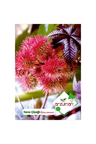 Arzuman Kene Çiçeği (Ricinus Communis) Çiçek Tohumu 5 Adet