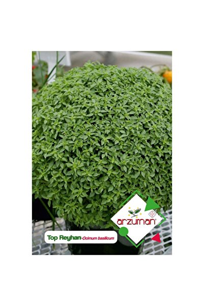 Arzuman Top Fesleğen - Top Reyhan (Ocimum Basilicum) Çiçek Tohumu 100 Adet