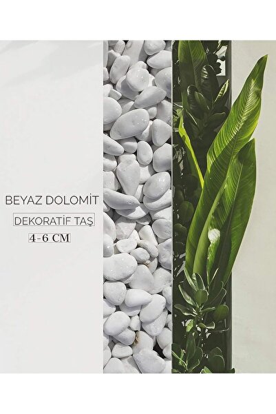 velnora Beyaz Dolomit 4-6 Cm 2 Kg Doğal Dekoratif Dolamit Taşı Saksı, Akvaryu...