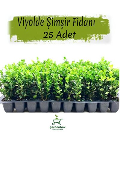 Nura Botanik Viyolde 10-20 cm 25 ADET Buxus sempervirens Şimşir – Dayanıklı D...