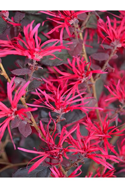 serada decor & plant Canlı Formlu Loropetalum (20-40 cm) Fuşya Renk Saksılı Ç...