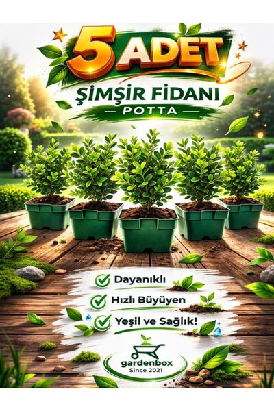 Flora Vadi Avantajlı Paket 10-20 cm Buxus 5 ADET Saksılı Şimşir – Kolay Bakım...