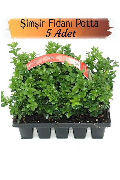 Nura Botanik Avantajlı Paket 10-20 cm 5 Adet Saksılı Şimşir Fidanı – Canlı Fo...
