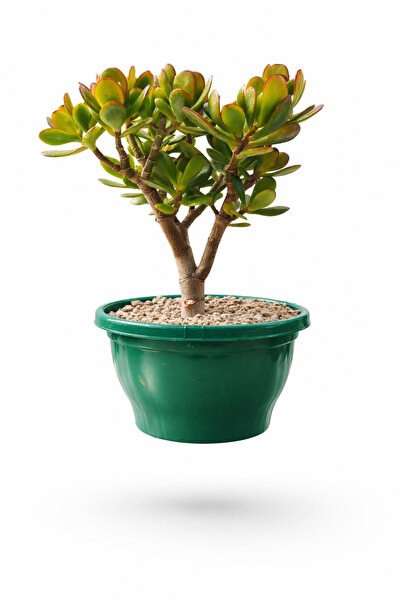 Tunç Botanik BONSAİ CRASSULA OVATA - PARA AĞACI (5 YAŞINDA)