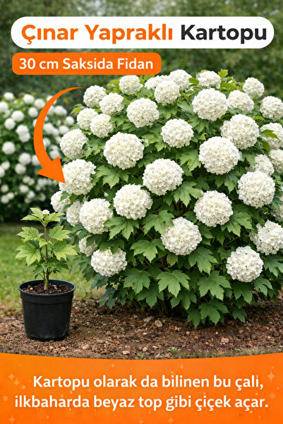 EGE GARDEN Çınar Yapraklı Kartopu Fidanı (Viburnum Opulus) 30 cm Saksıda veya...