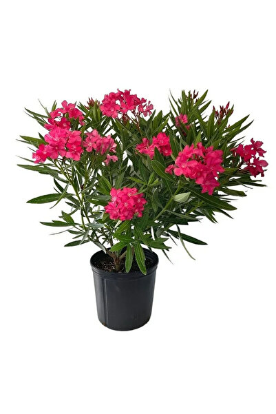 Serafina Κόκκινος ολεάνδρος, Καρδιά της Σεραφίνας, Υ 40 εκ.