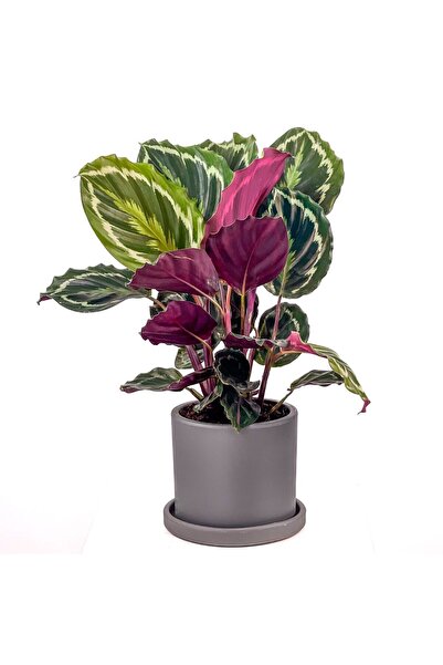 Serafina Καλάθεα μεταλλιόν, Ύψος 60-70 εκ.