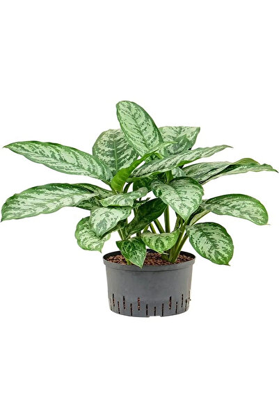Serafina Aglonema Patricia, H 40 cm