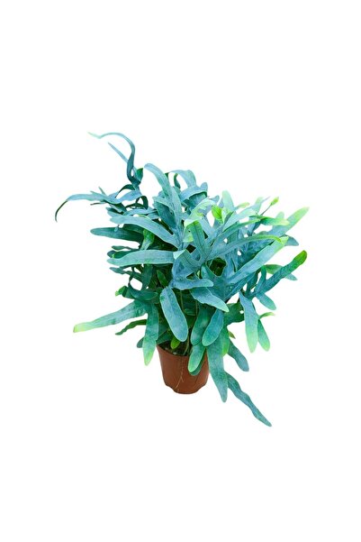 Serafina Φλεμπόντιουμ αουρέουμ μπλε αστέρι, φυτό 50 εκ.