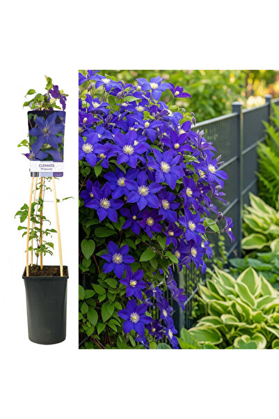 Serafina Κλεμάτις Νιόβη Μωβ, Υ 75 εκ.