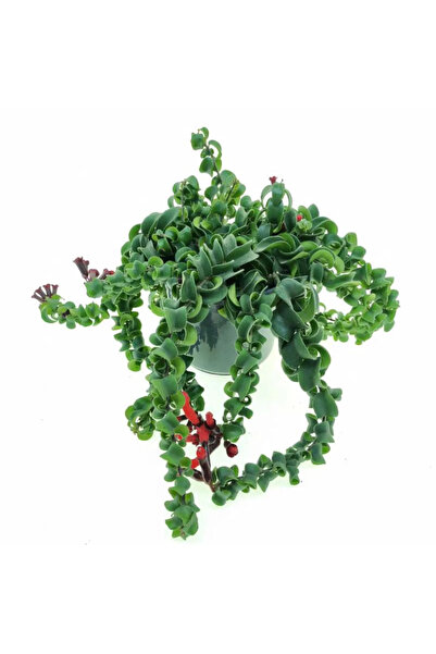 Serafina φυτό Ασχυνανθούς Μπλάστερ, ερπετό 40 εκ.