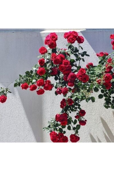 HİLAL TARIM ÇİFTLİĞİ kırmızı sarmaşık gül fidanı