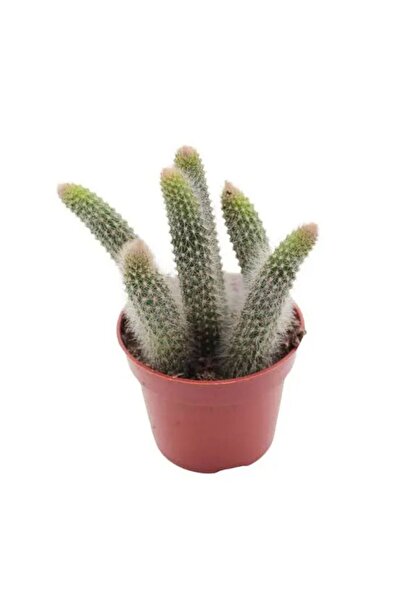 Serafina Κάκτος hildewintera colademononis, Ύψος 15 εκ.