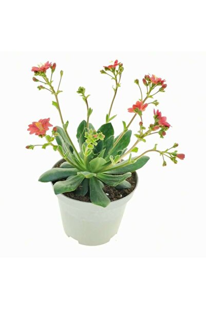 Serafina Lewisia Mountain Dreams Mix, H 20 cm