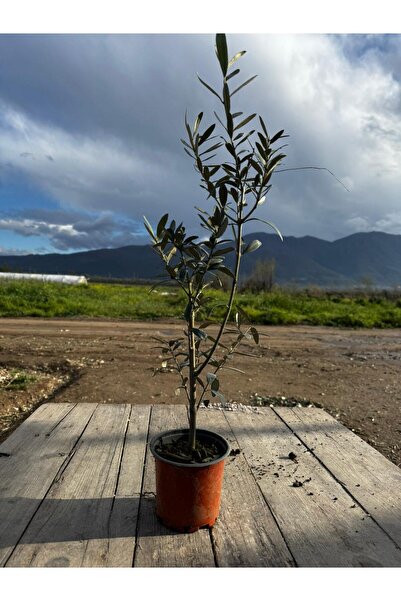 Kalfy Store Zeytin Fidanı Gemlik Çeşidi Mini Bonsai Bodur 2 Yaş Sofralık Zeyt...