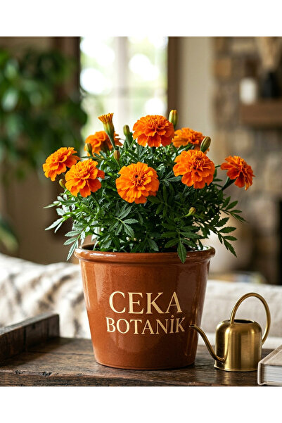 Cekabotanik Ceka Botanik Kadife Çiçeği (tagetes)