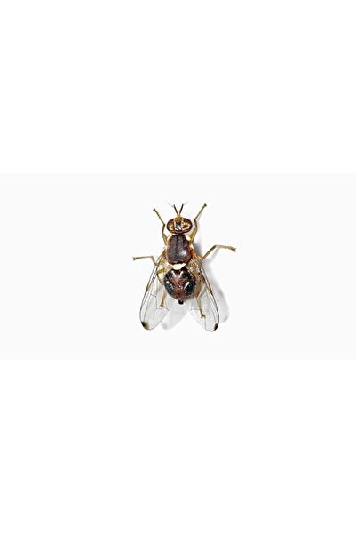 Generic Baiding Attractant For Fruit Flies, Wasps, Insects 50ml Insect Trapping Liquid Pheromone for Mango,